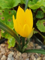 Sternbergia sicula 